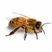 Africanized 'Killer' Bees