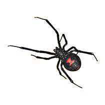 Αράχνες Black Widow