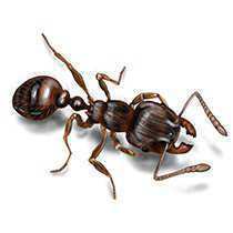 Pevement Ants