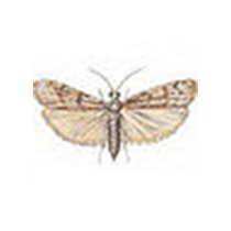 Stored Product Moth